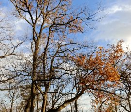 DSC_2780_DxO